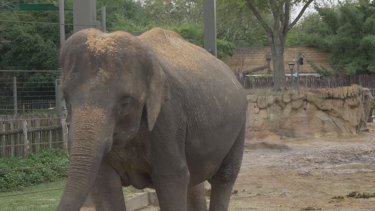 pregnant elephant