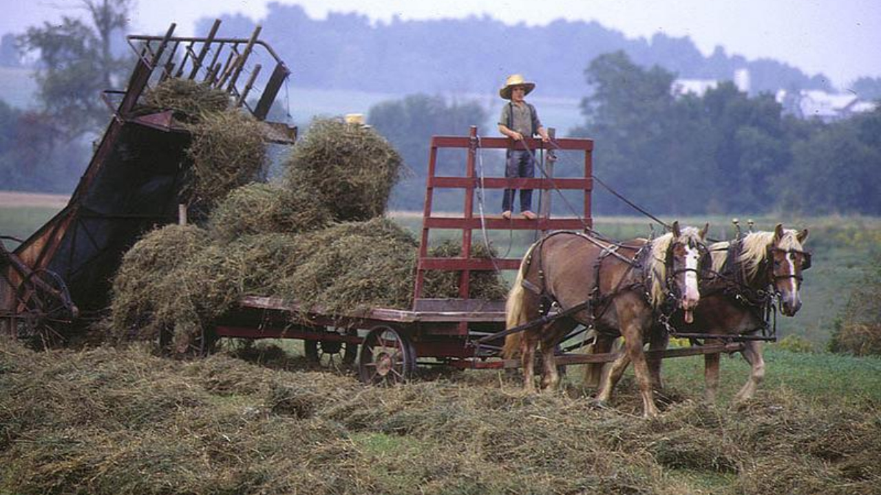 Amish farming