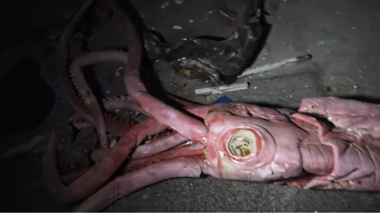 replica squid
