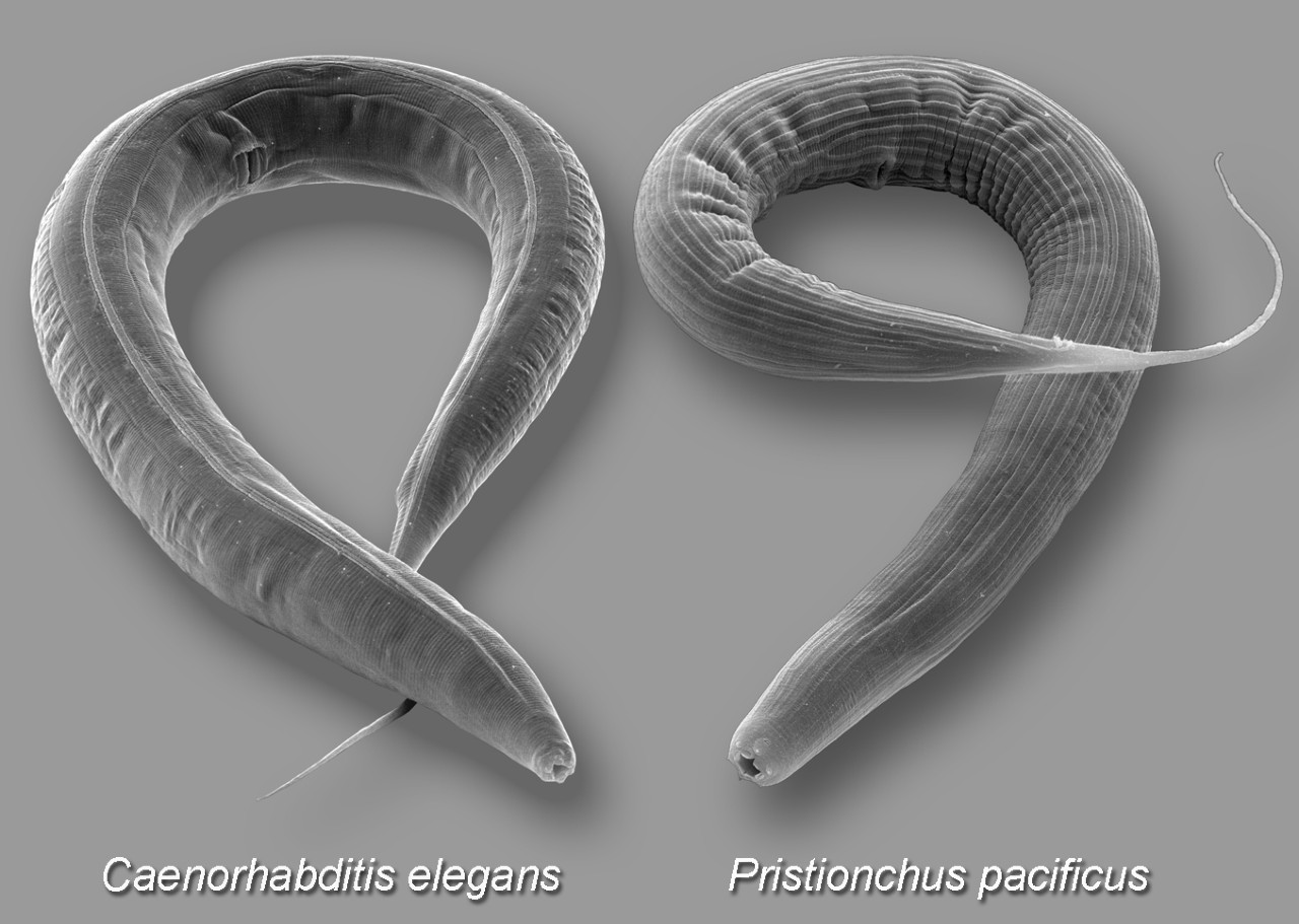   Pristionchus pacificus and Caenorhabditis elegans