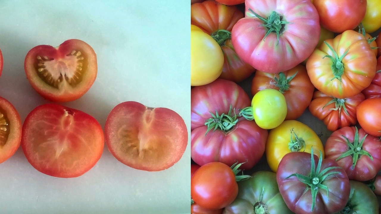 organik domates