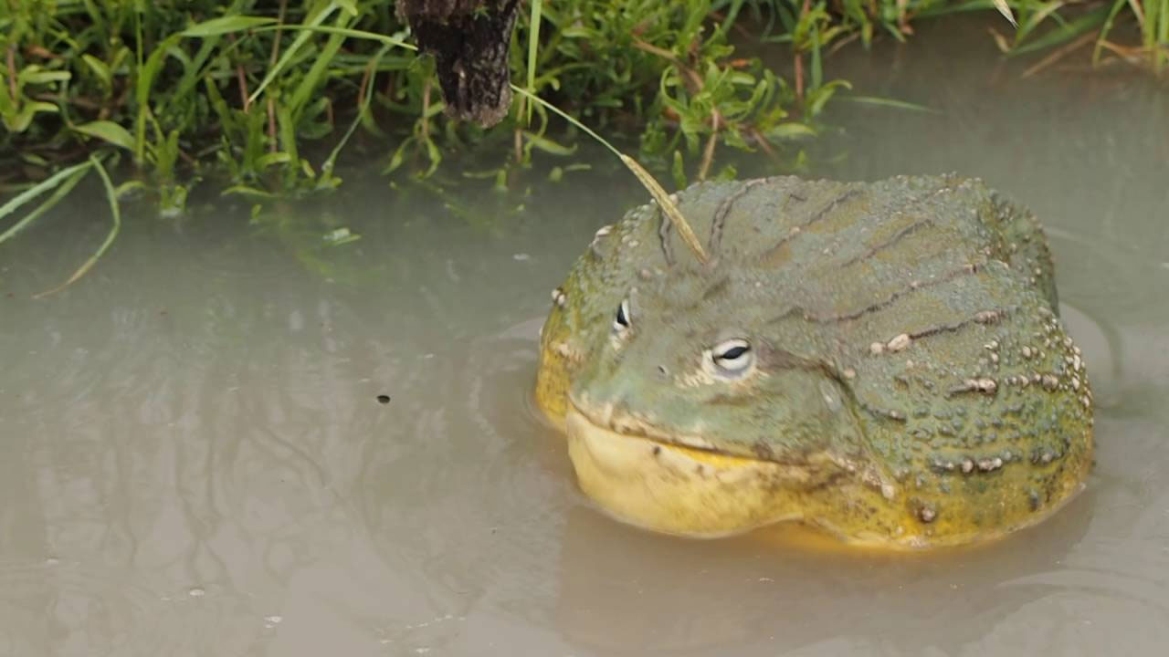 giant water frog