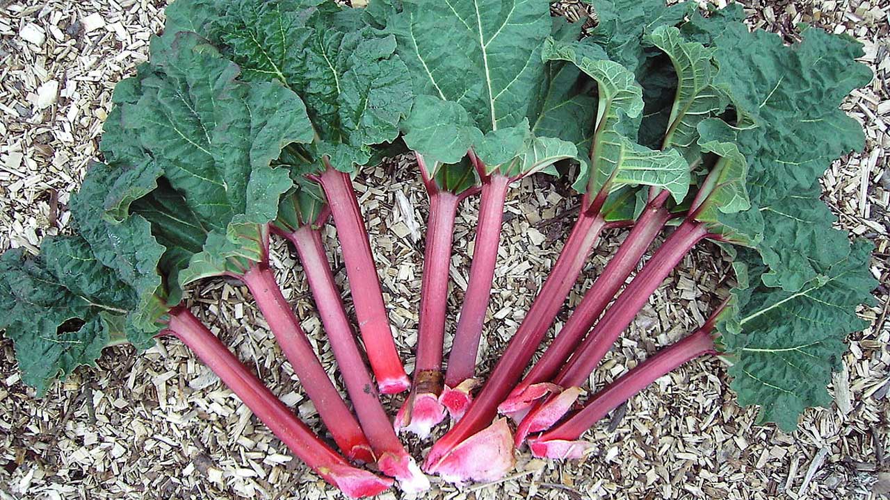 rhubarb 