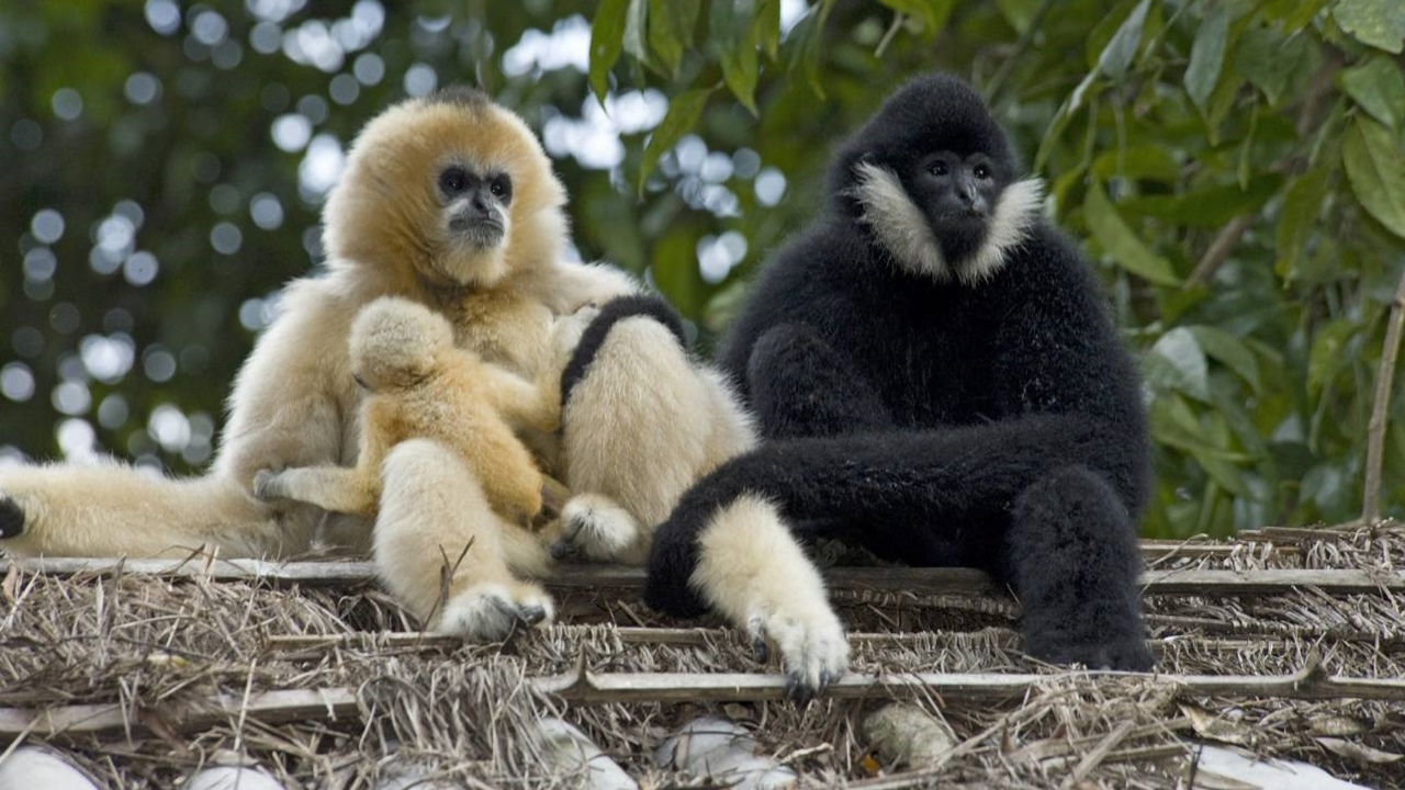 gibbons