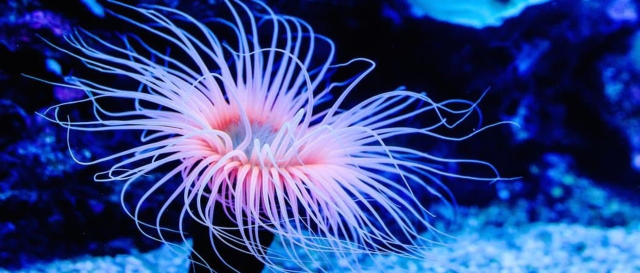 sea ​​anemone
