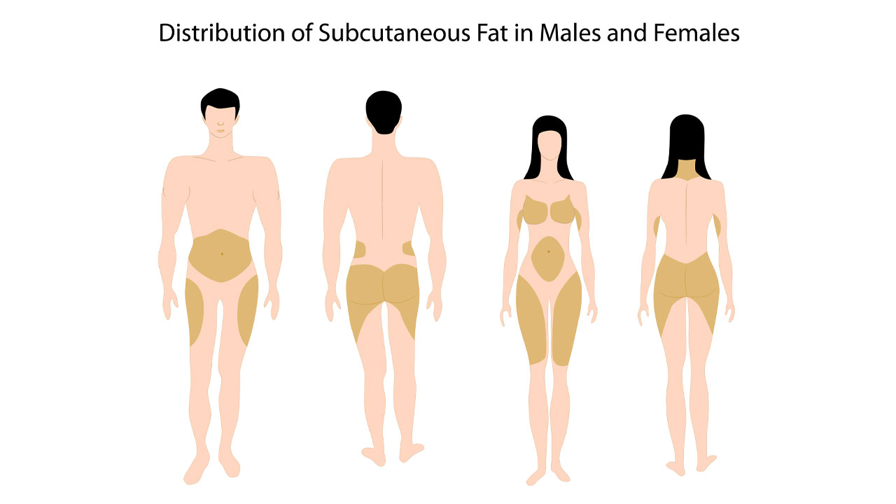 Areas where fat is stored