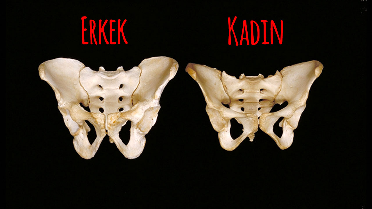 The pelvis difference between the sexes