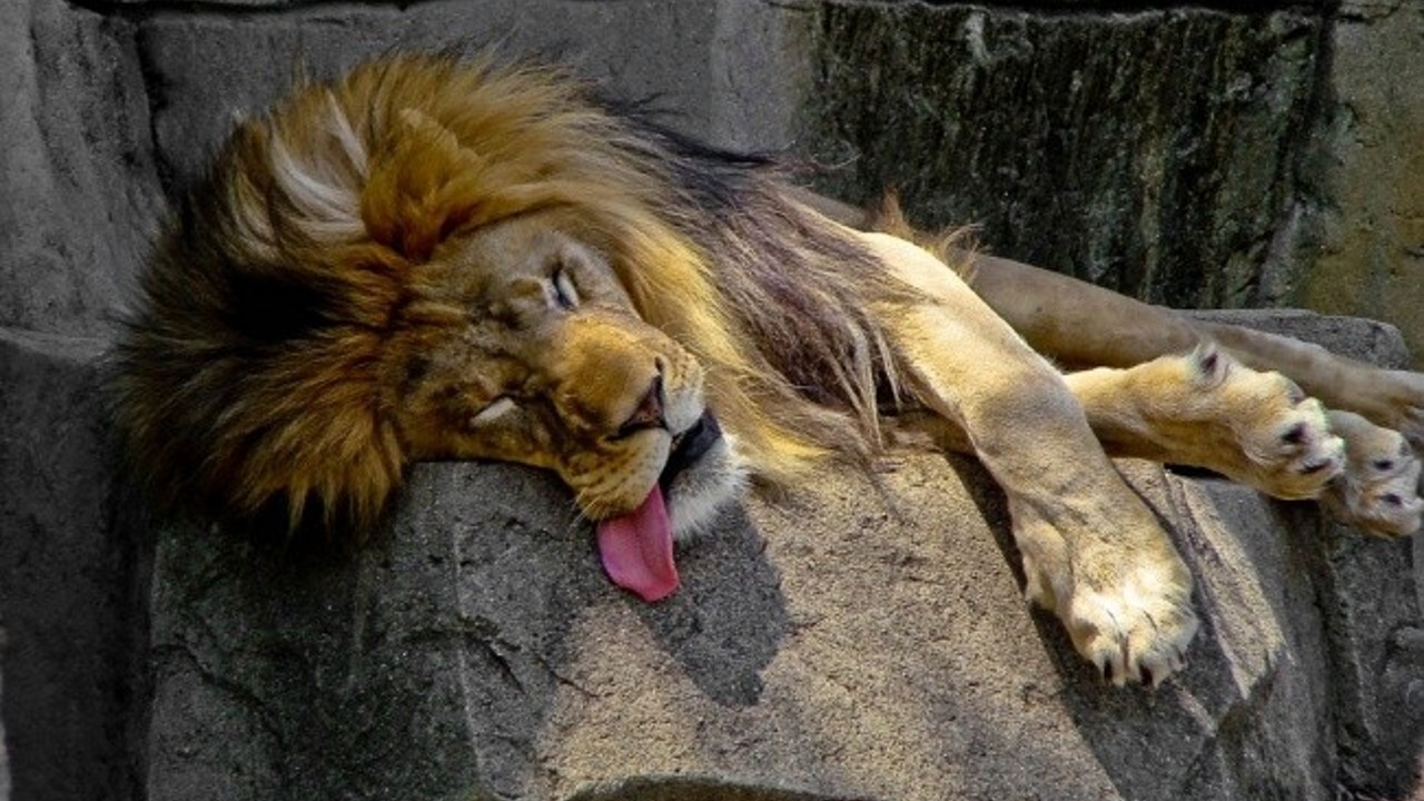 A lion sleep during the day
