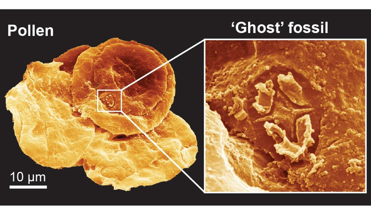 ghost fossil