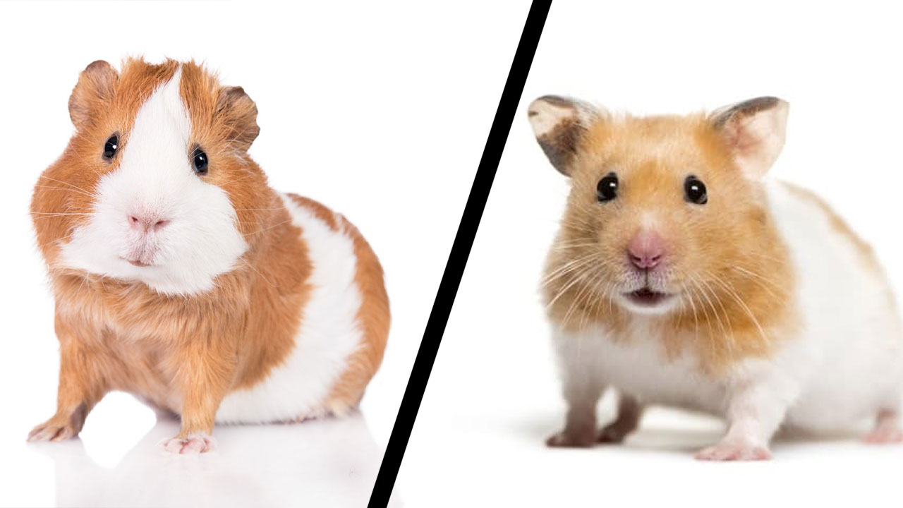 guinea pig and hamster