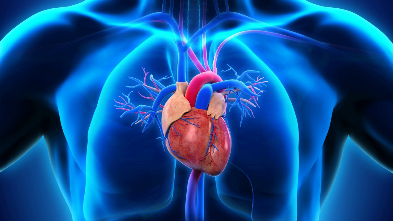 kalp sağlığı hakkında ilginç gerçekler