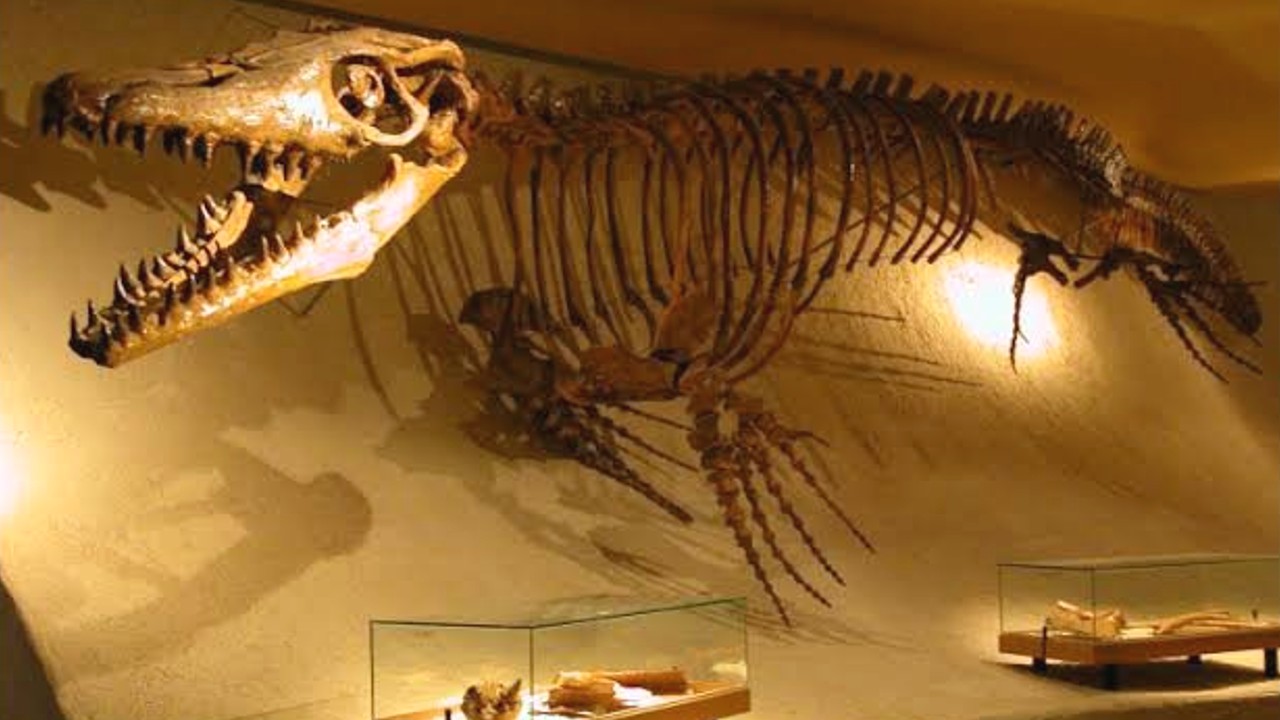Kastamonu dinosaur fossil