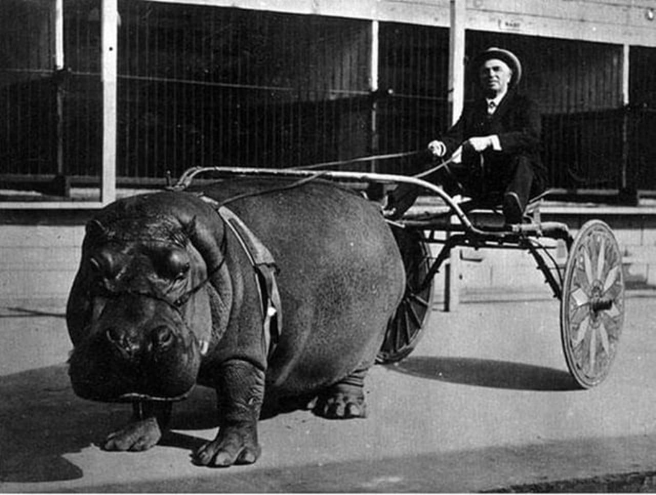 A hippopotamus used in the circus