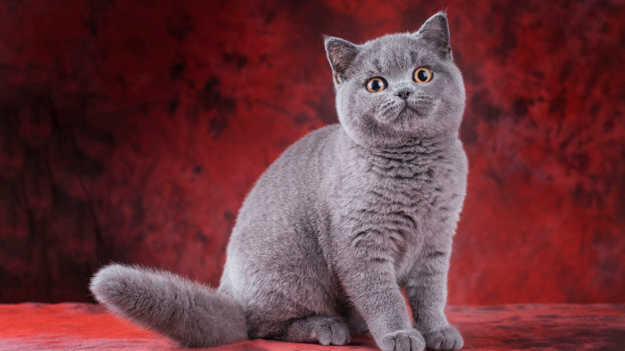 British Shorthair