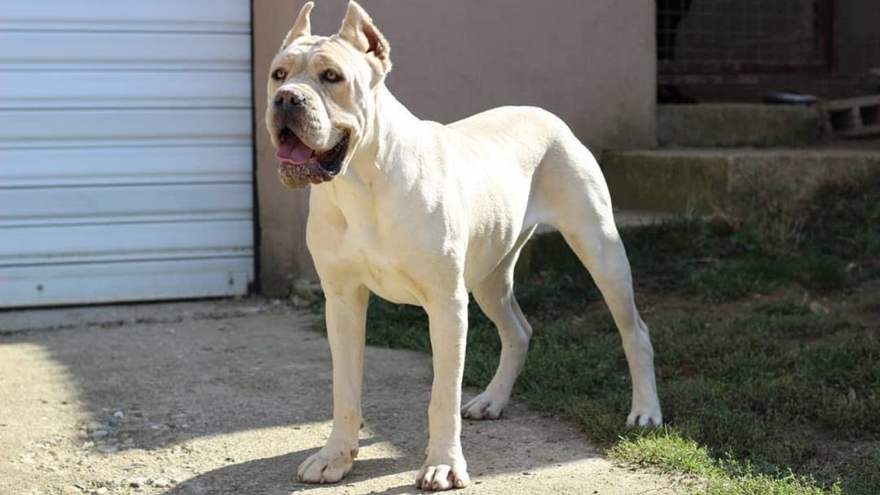 cane corso