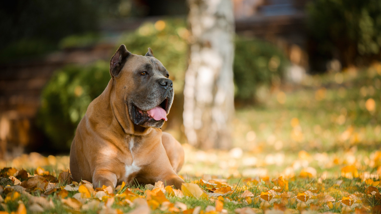 cane corso