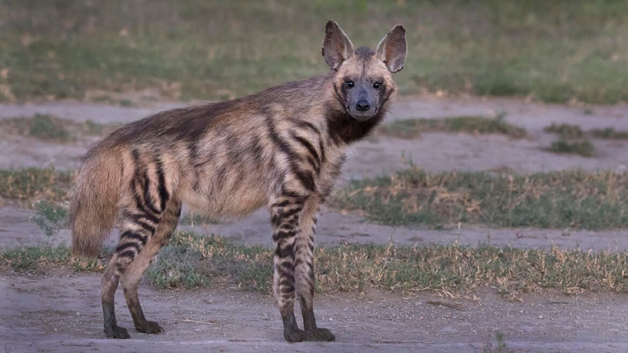 Striped hyena