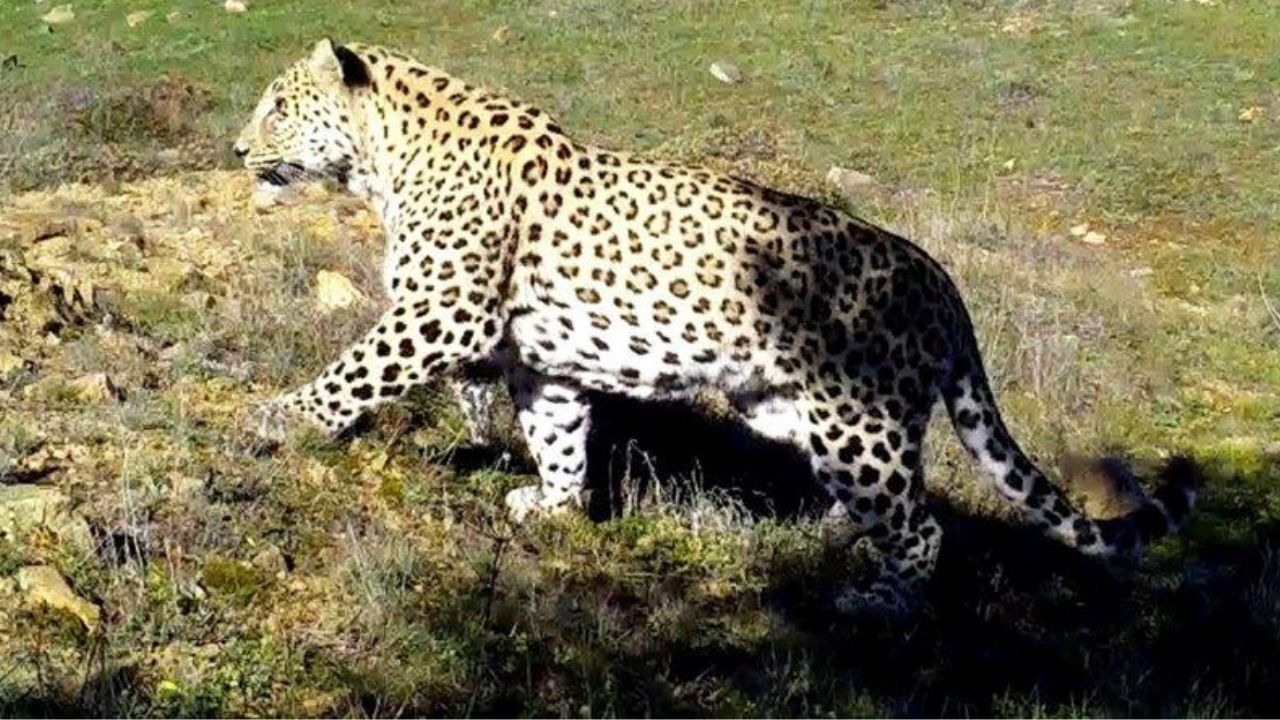 Anatolian leopard