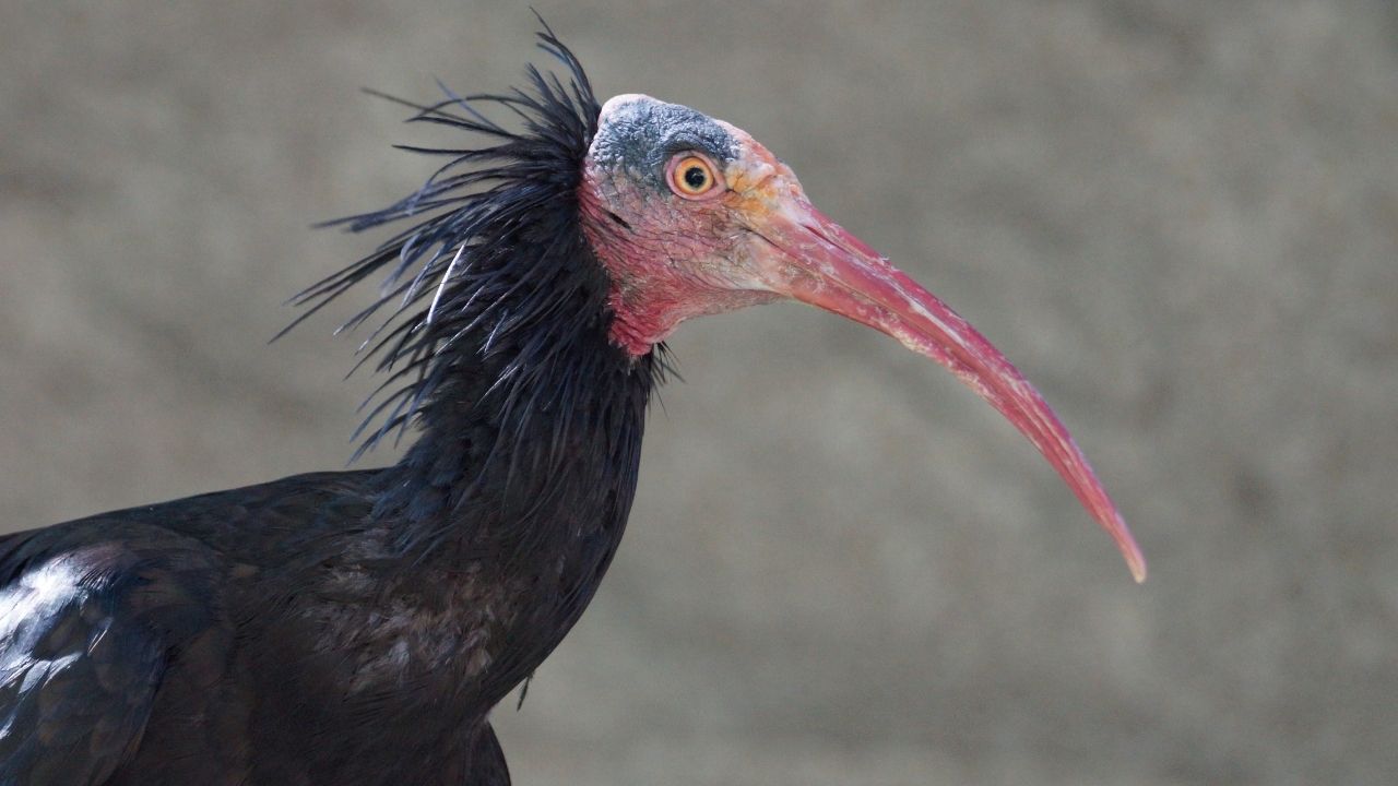 Bald ibis