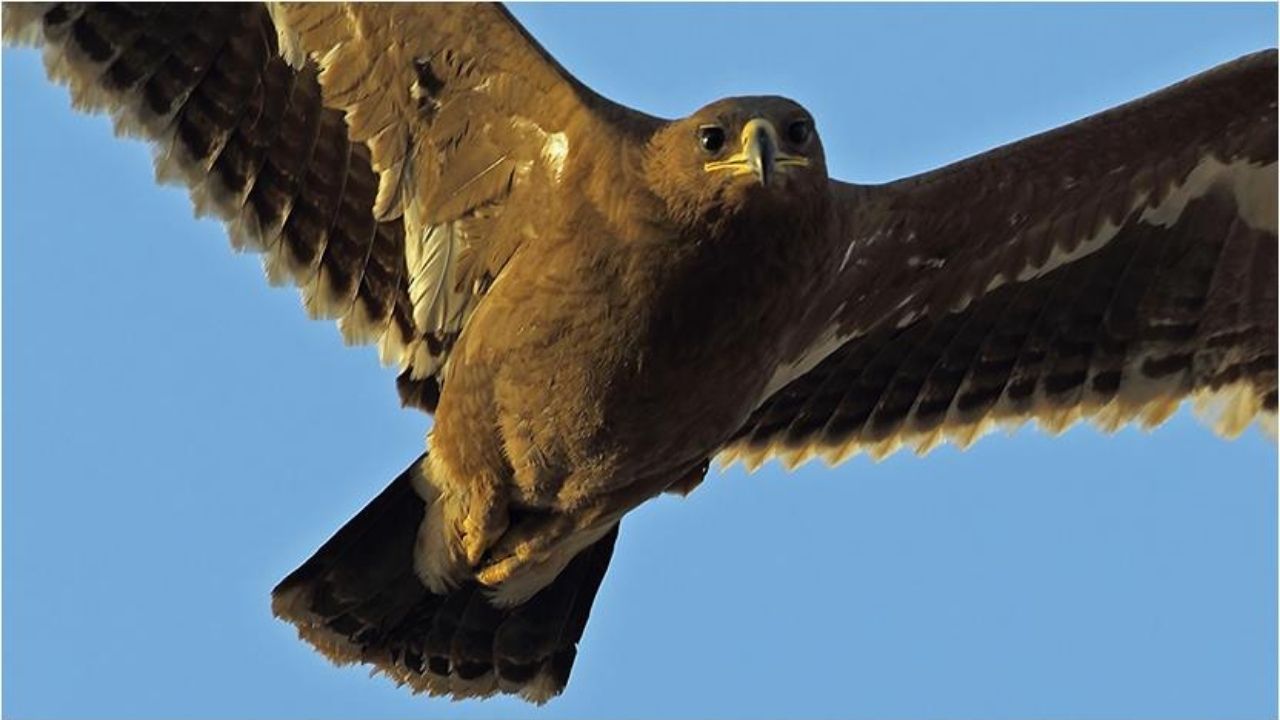 Steppe Eagle