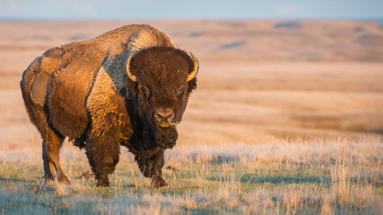 Caucasian Bison