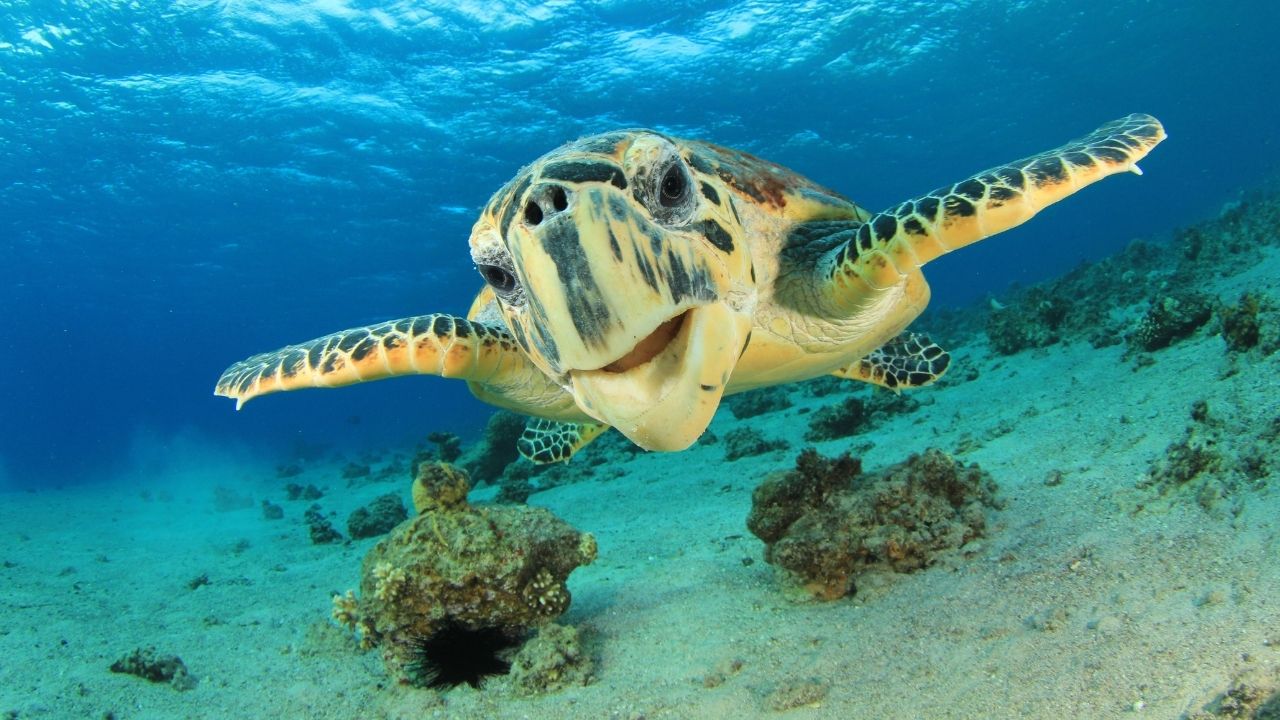 Sea Turtles