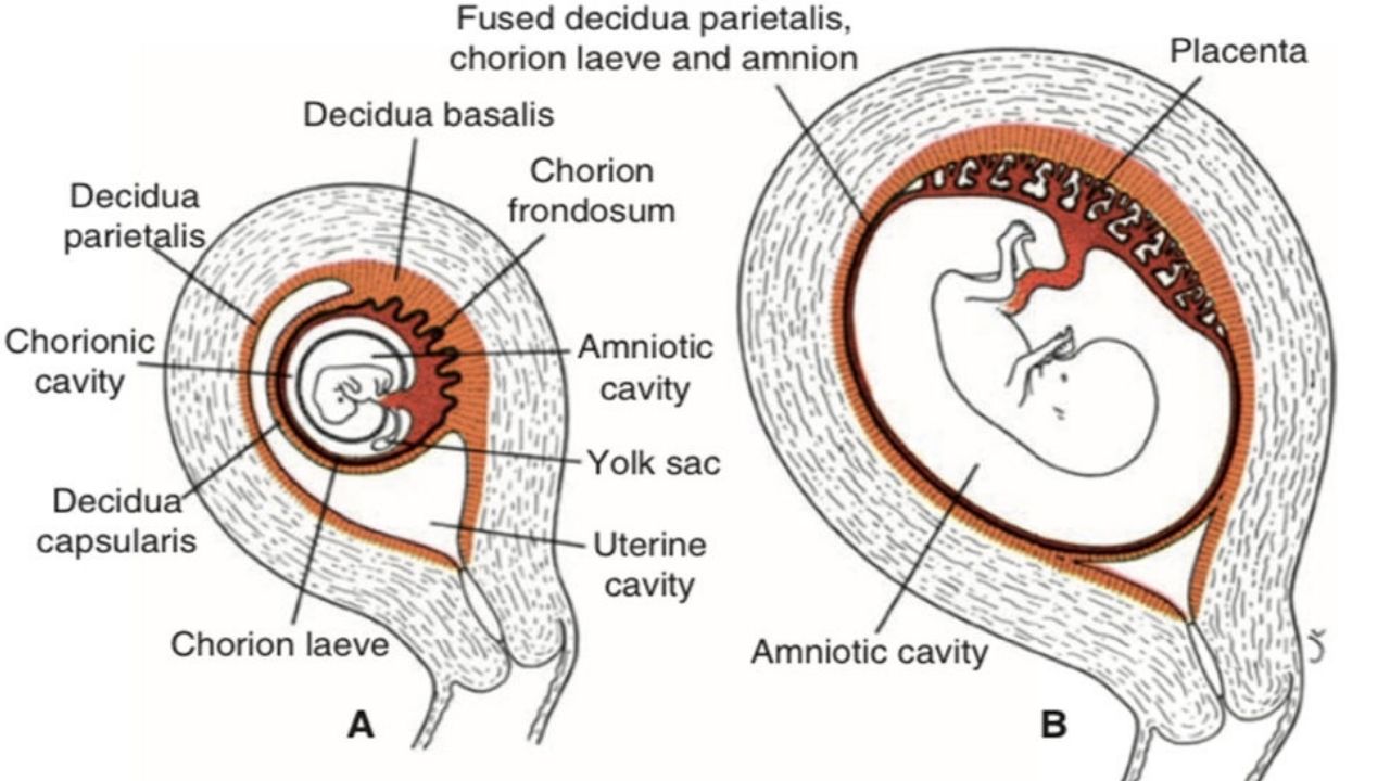 Structure of the placenta