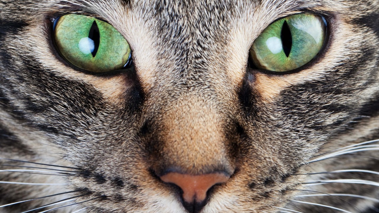 kedi gözü