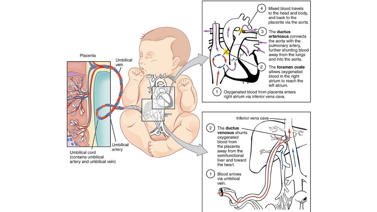 Placenta and Blood Flow 
