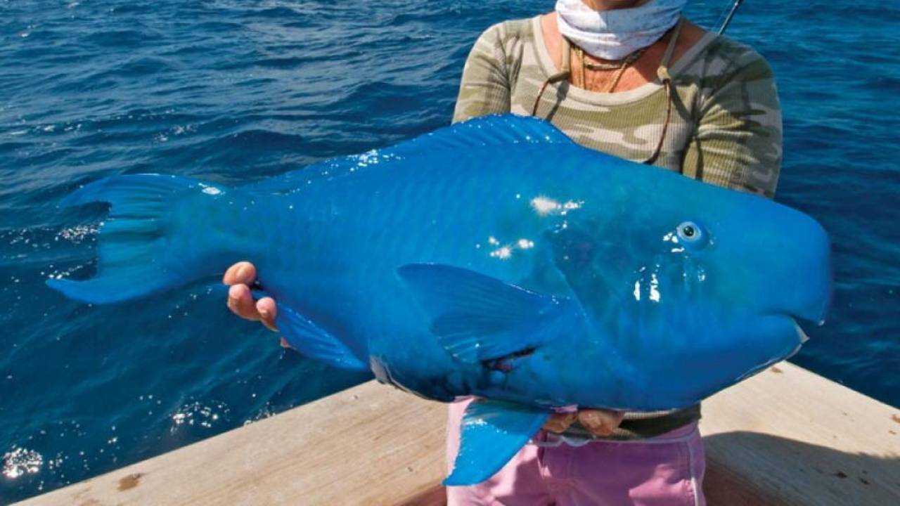 mavi papağan balığı
