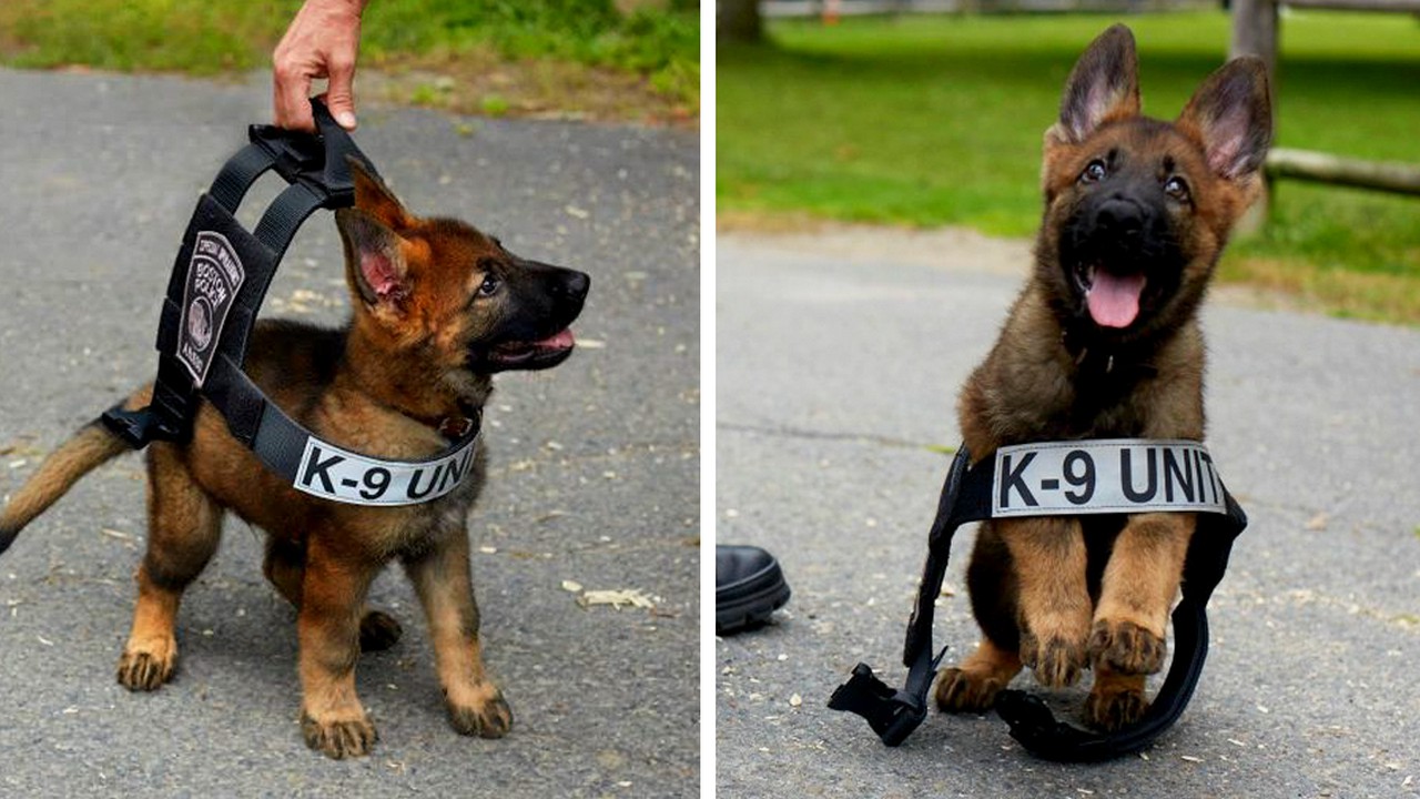 puppy police