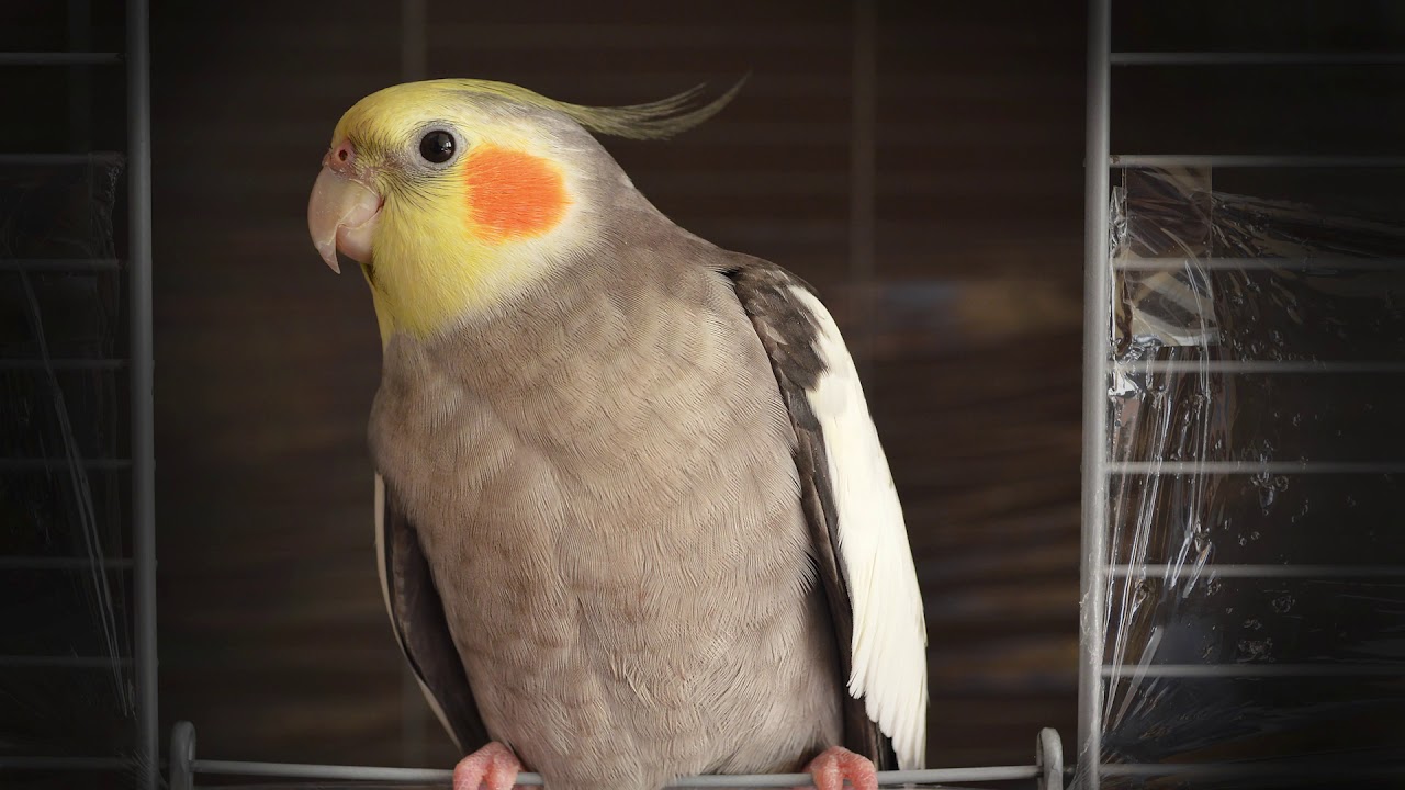 Sultan parrot