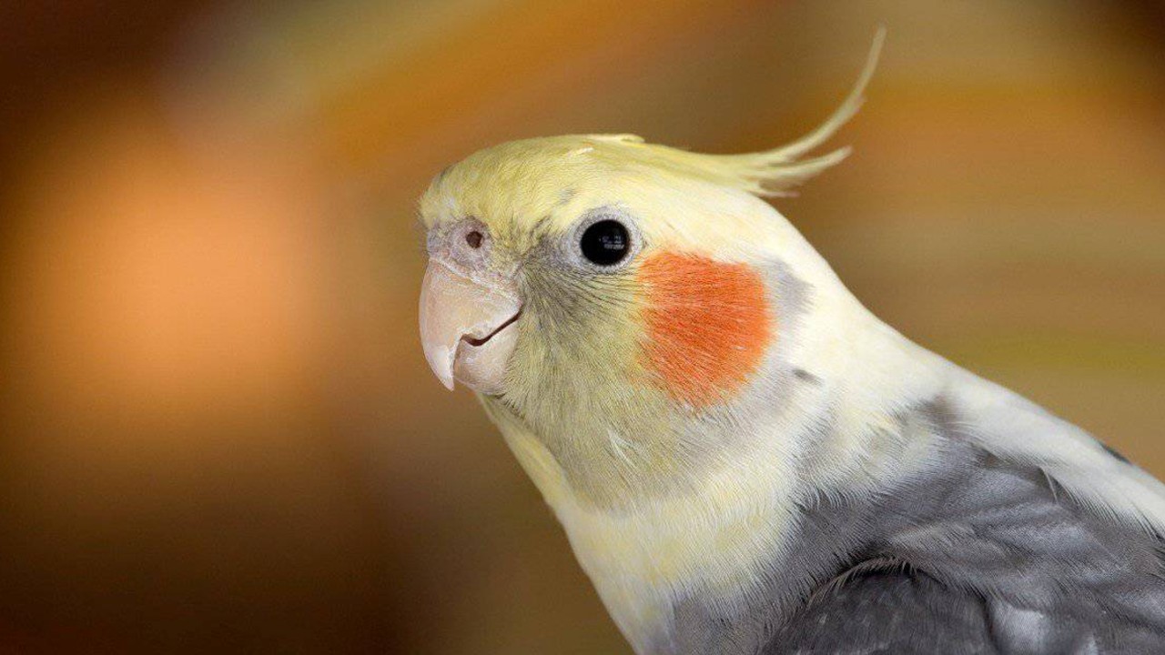 Sultan parrot