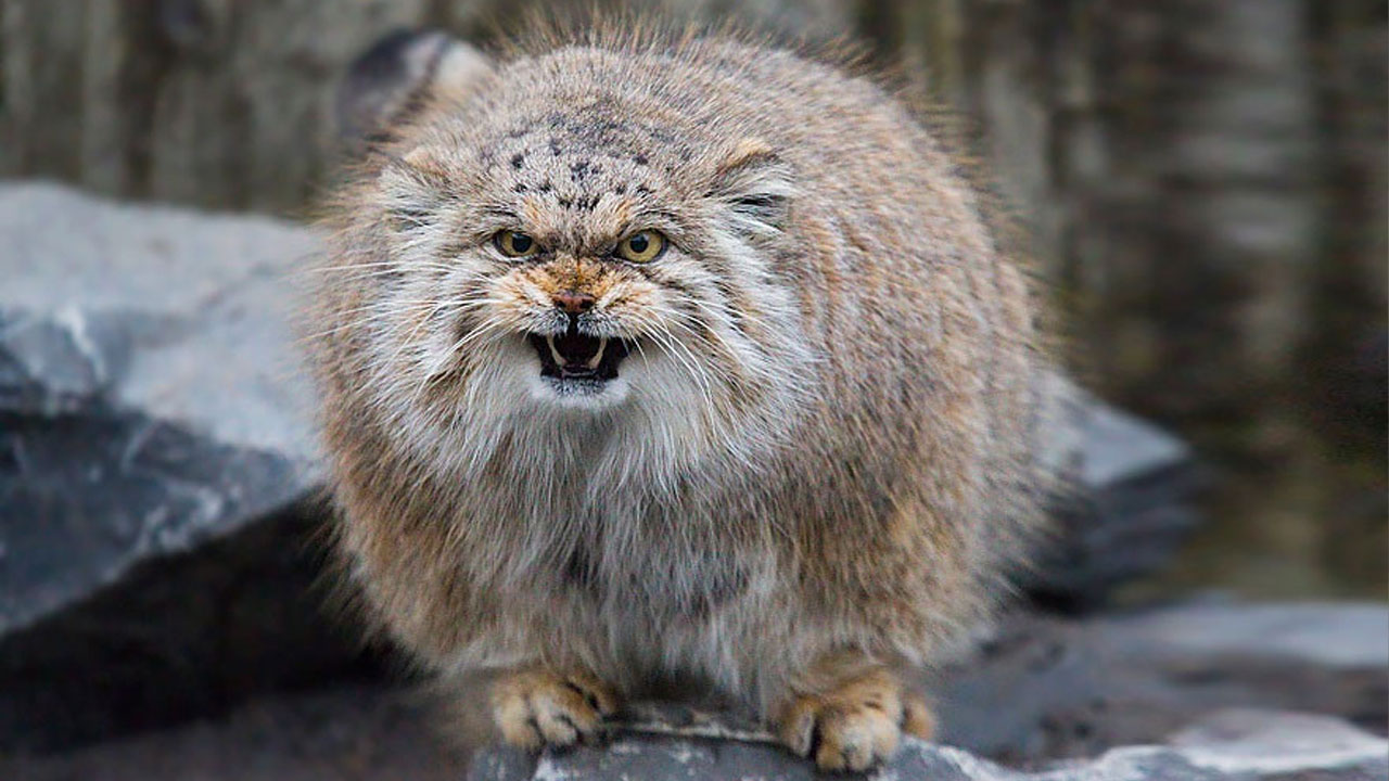 Pallas's cat