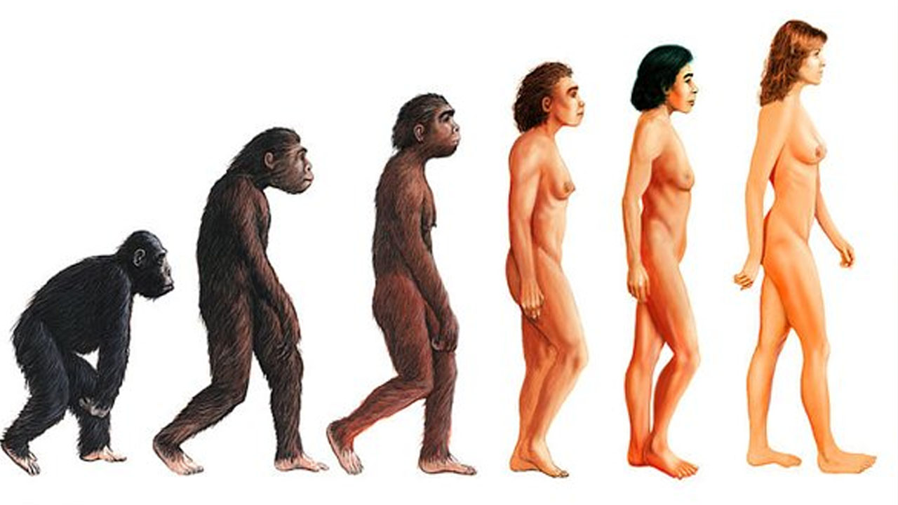 female evolution