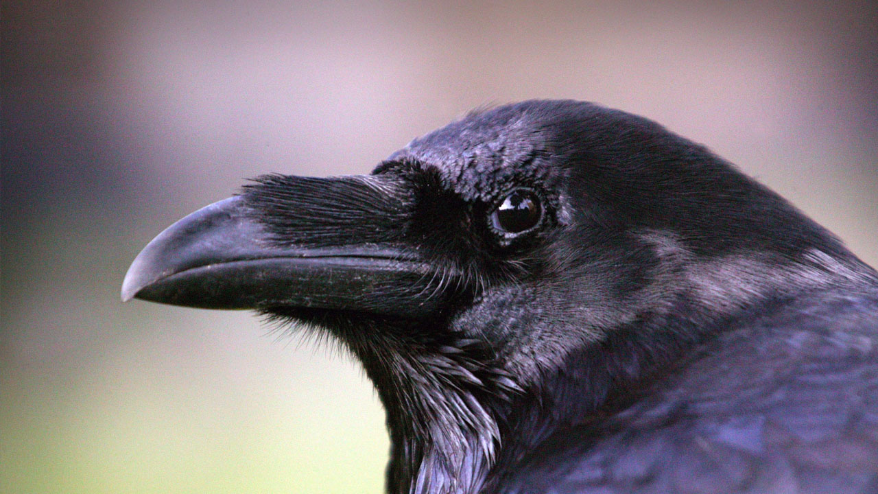 raven's beak