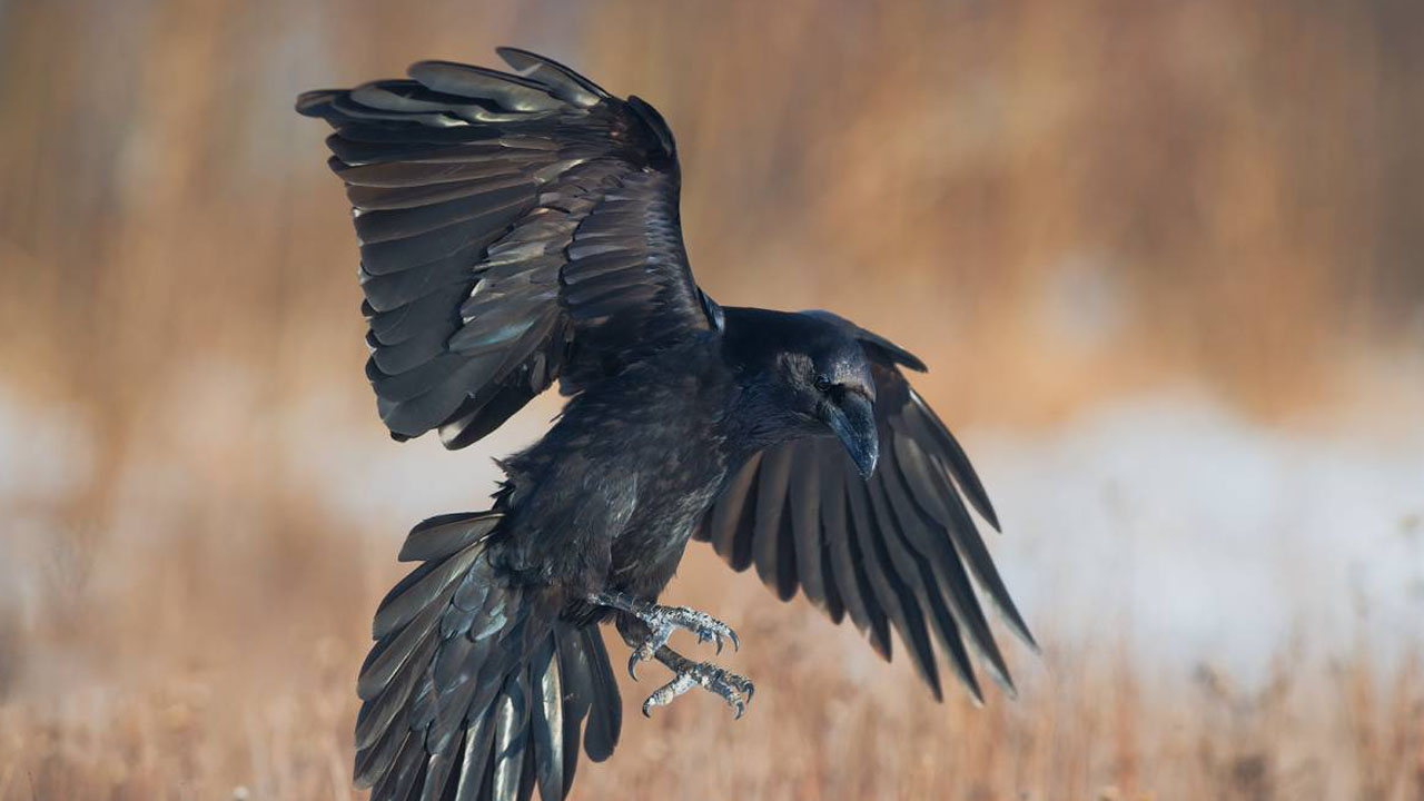 raven hunting