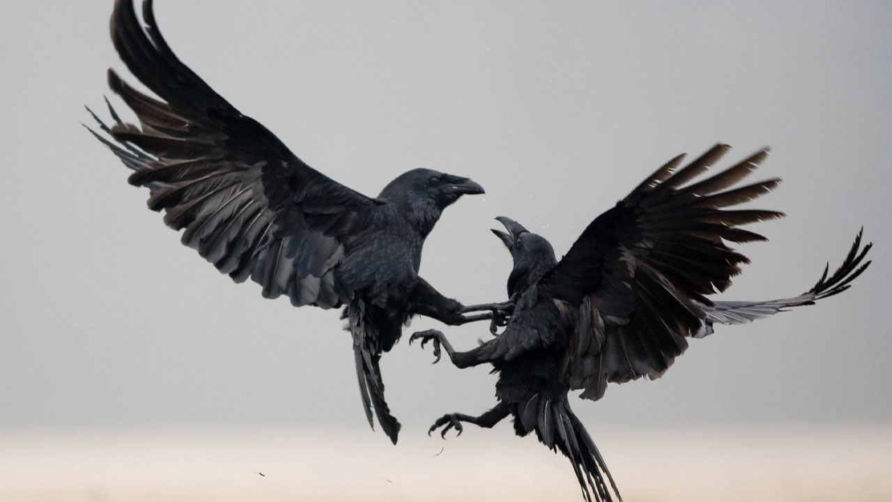 raven fight