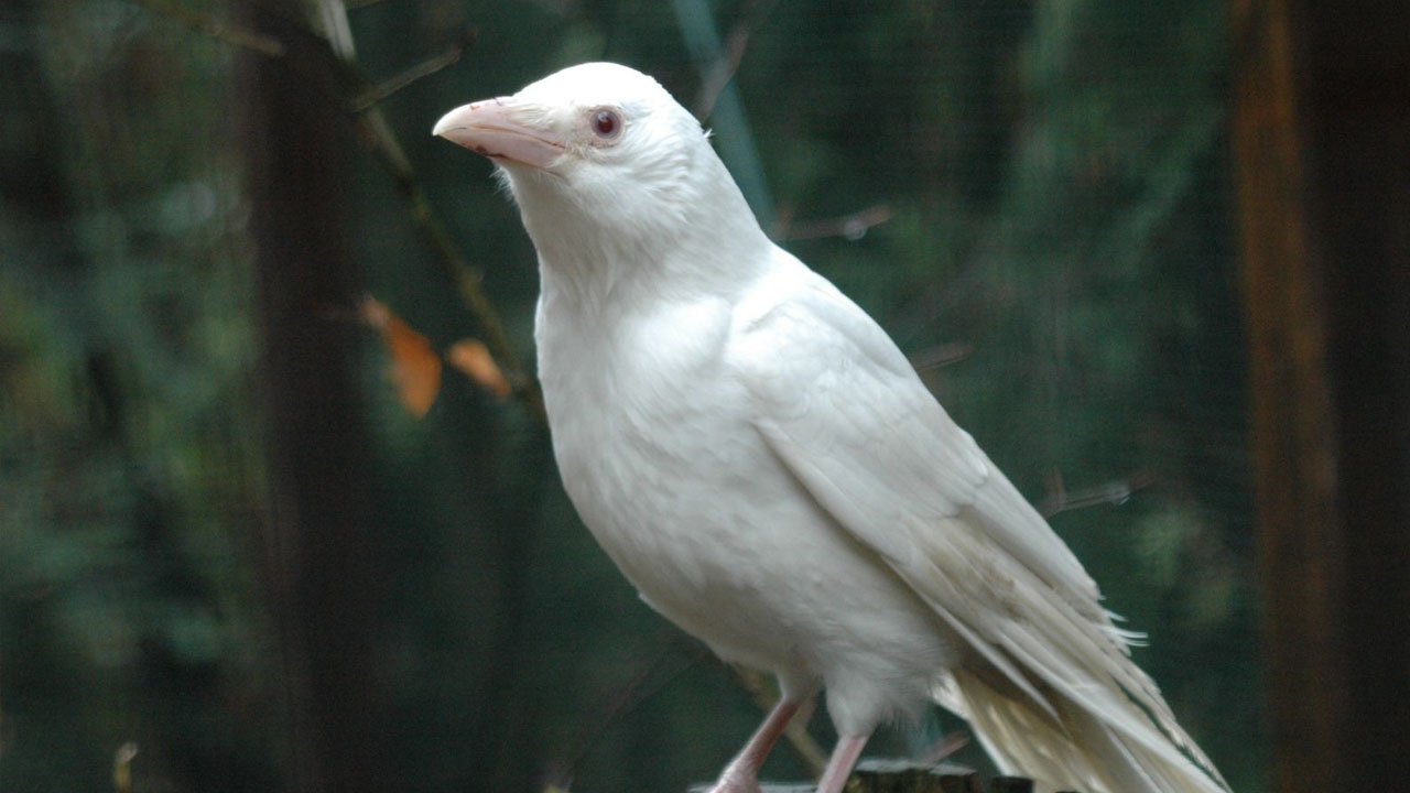 white raven