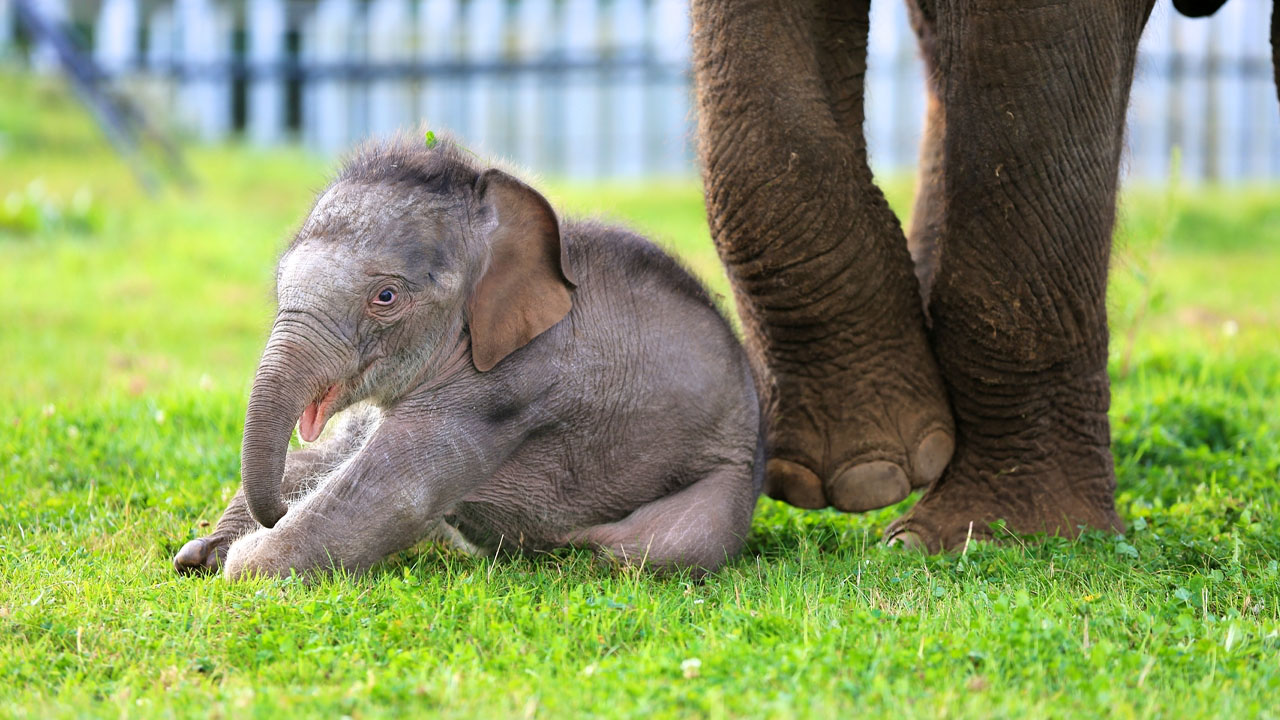newborn elephant