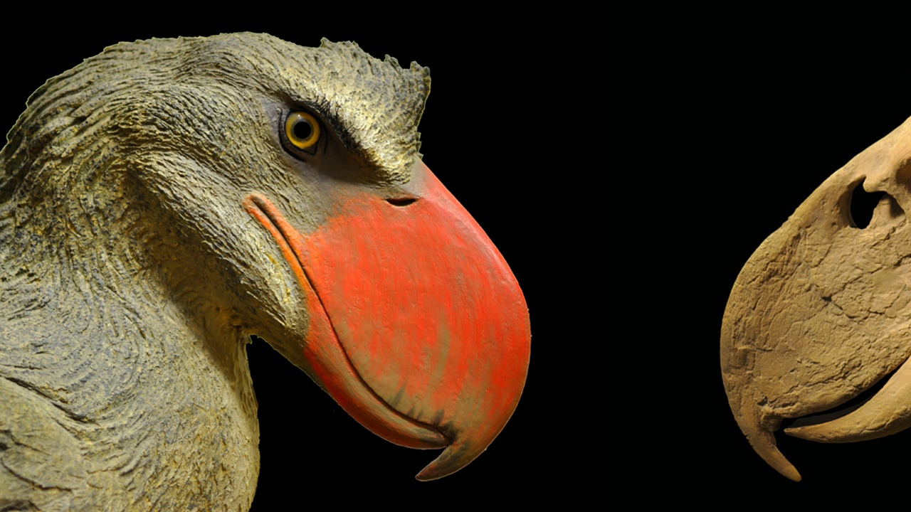 fossil bird