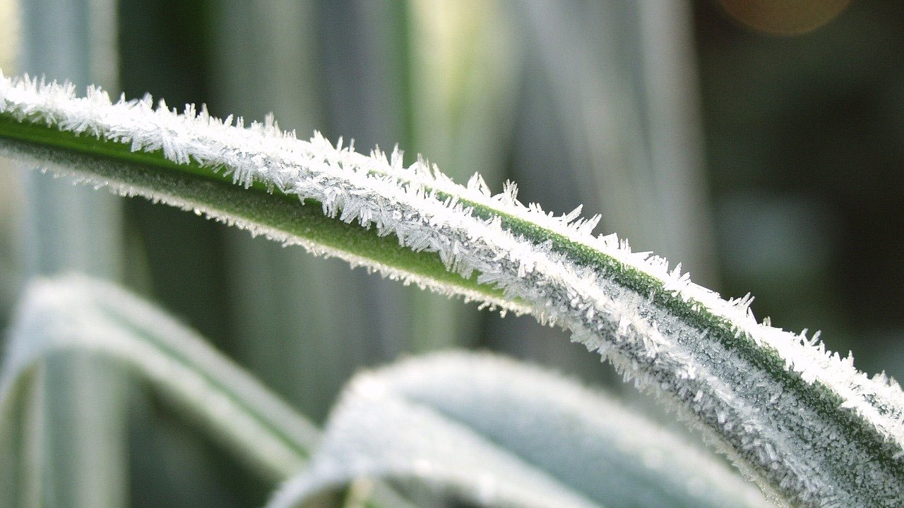 example of frost