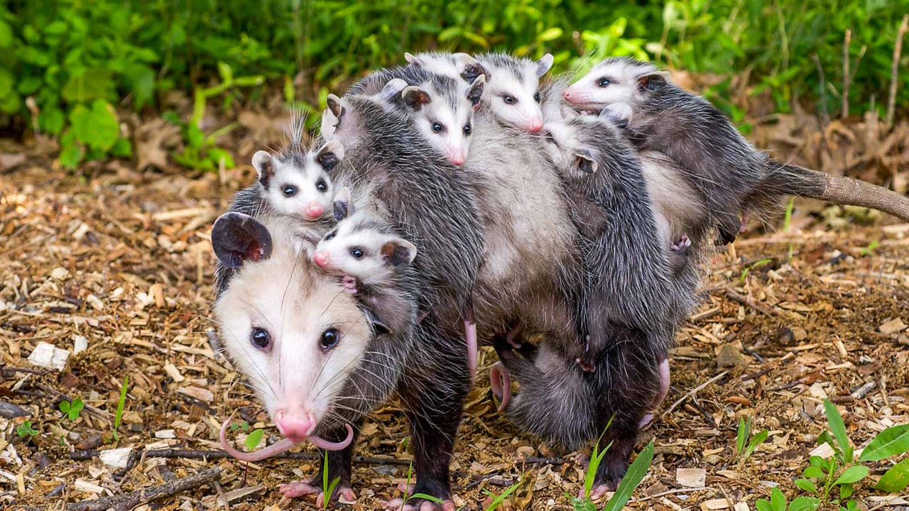 Kuzey Amerika Opossum