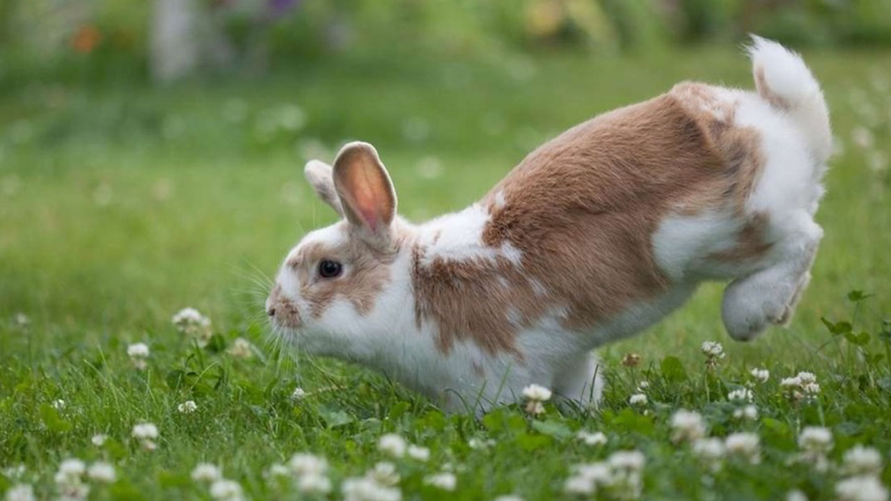 bunny jump