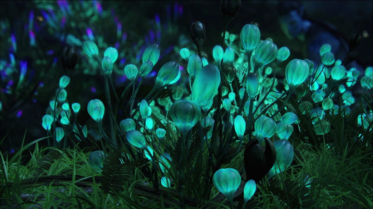 luminous plant