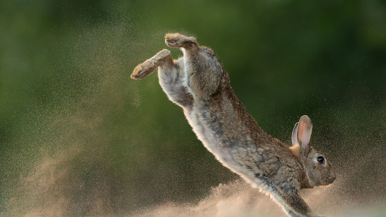 jumping rabbit