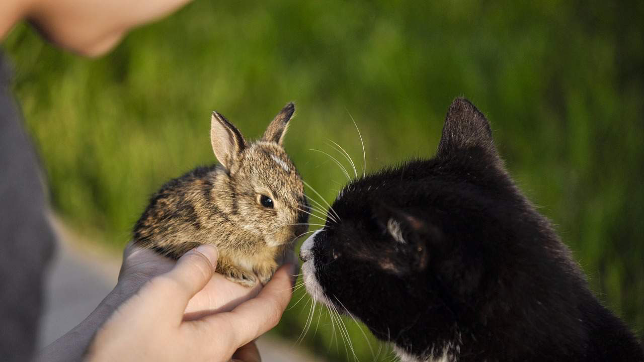 rabbit and cat