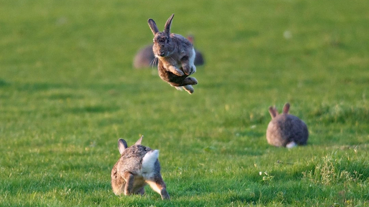 rabbit run