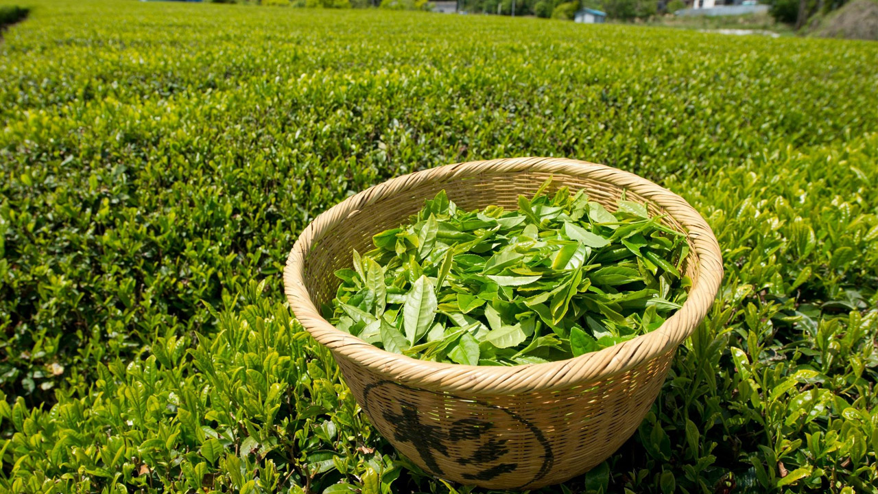 yeşil çay tarlası