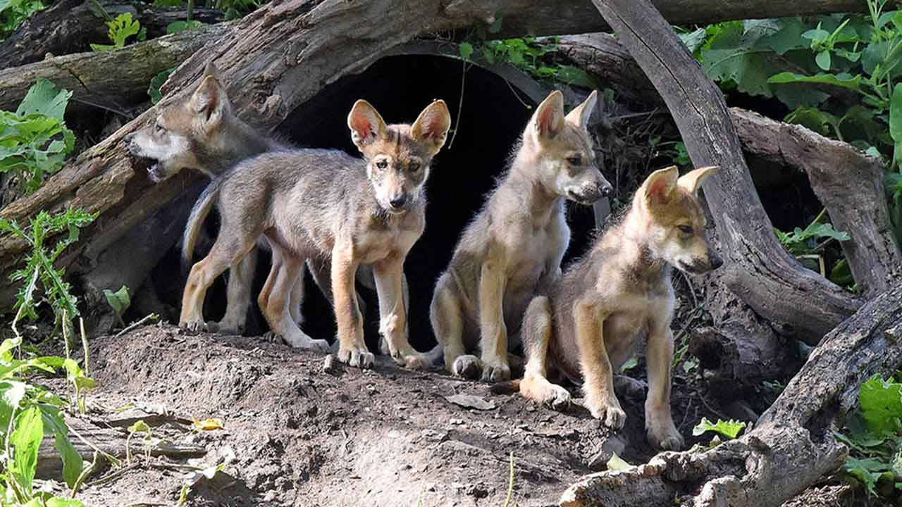 wolf cubs